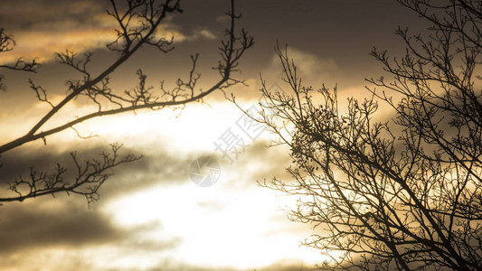 日落背景上的光秃的树枝图片