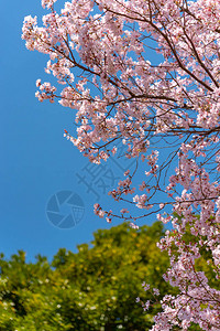 江户城樱桃树美丽的高清图片
