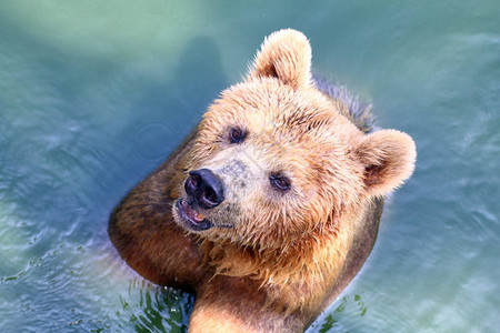熊灰熊在水中图片