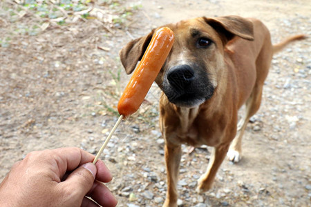 狗和香肠手拿香肠和棕色狗饿了饿狗有图片