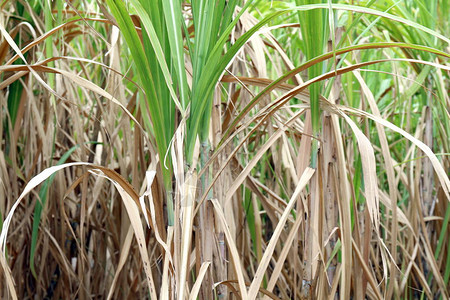 甘蔗树背景的甘蔗种植园农场树甘图片