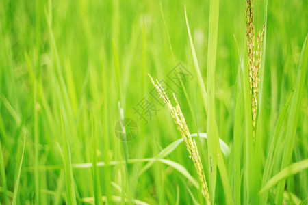 稻田上有绿叶的稻穗图片