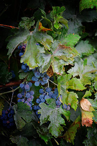 一串蓝色葡萄收成新鲜的夏季水果甜水果甜点雨后深色背景中的背景图片