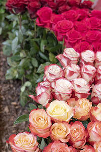 美丽新鲜红玫瑰的特写图片
