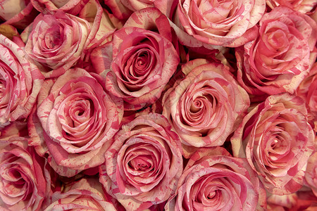 精致的红色和粉红色玫瑰背景图片
