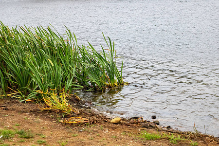 池塘和绿叶的桑迪海岸图片