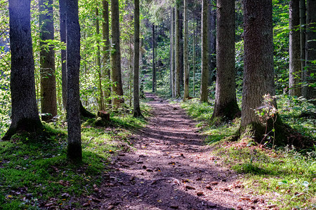 在树林中漫步绿色夏日森图片