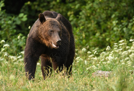 自然栖息地的野生棕熊背景图片