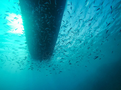 埃及红海小鱼群从水下乘船图片