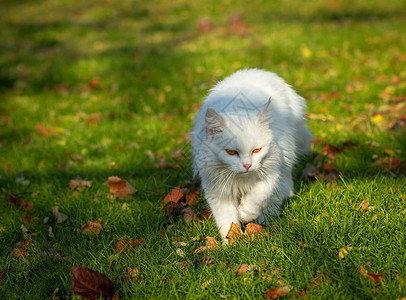 白色毛茸的成年猫图片