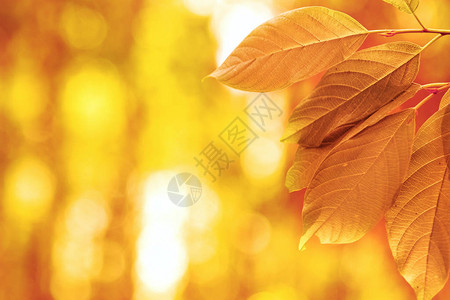 太阳下的秋叶秋色黄色图片
