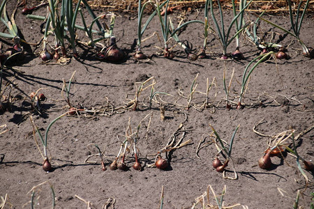 荷兰2018年夏季干燥导致奥德布罗克田地背景图片