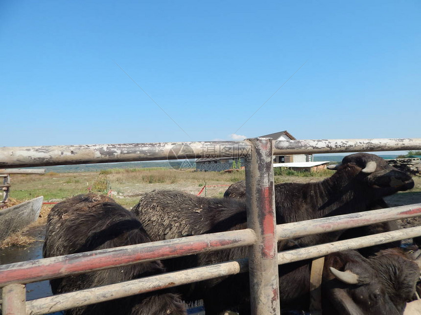 水牛养殖场野牛在露图片