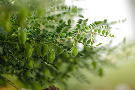 新鲜的绿色鹰嘴豆田背景图片