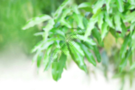 芒果叶绿色新鲜模糊图片