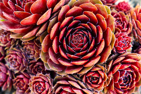以红色条纹大或小一些的红条为植物类型succulentburg图片