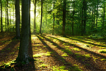 美丽的早晨秋天的森林里有阳光背景图片