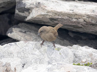 Troglodytesaedonsobbi是小常见的鸟图片