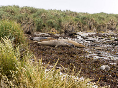 南大象海豹米龙加Leonina在海滩上放松卡斯图片