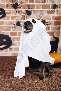 幽灵服装的幽灵狗图片