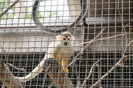 松鼠猴把木头关在笼子里图片