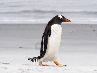 Gentoo企鹅图片