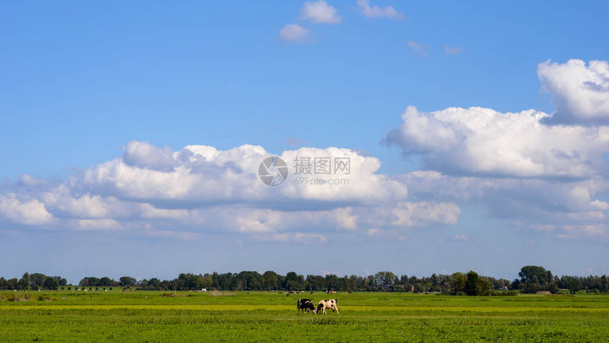 在云层和蓝天空下绿地上的牛群与城市背图片