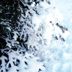 树枝覆盖着积雪圣诞季节和寒图片