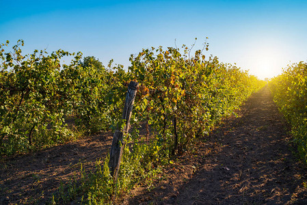 阳光明媚的葡萄园乡村景观图片