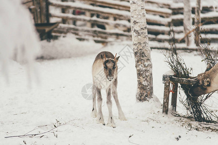 芬兰罗瓦涅米芬兰萨米农场的驯鹿冬季雪林图片