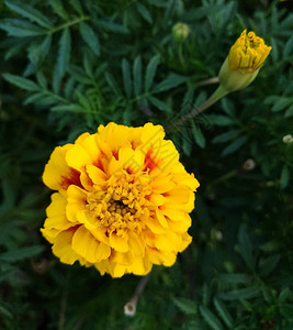 明亮的黄色大花chornobrivets图片
