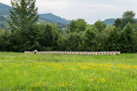 蜂巢养蜂人的草地观光蜂巢的蜂巢分布在图片