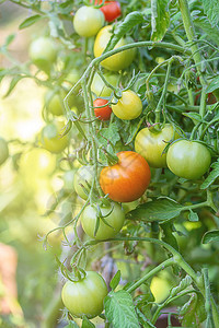 成熟的西红柿在藤蔓上图片