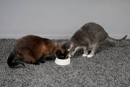 两只猫吃着同一个喂养背景图片