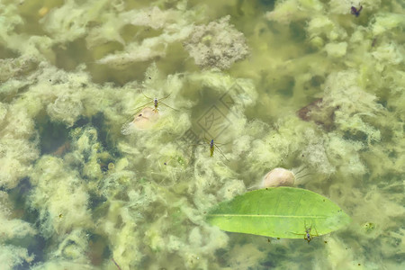 Gerridae或水滴子图片