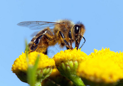 蜜蜂或蜜蜂在拉丁蜜蜂中的细节图片
