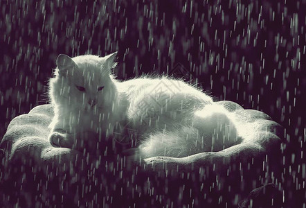 关闭一只白猫在雨中图片