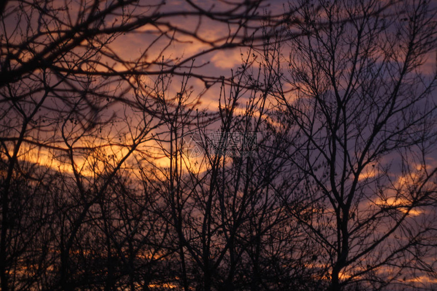 日落被黑暗的树木打破树群照图片