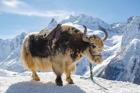 白黑牦牛站在白雪皑的高加索山脉背景下背景图片
