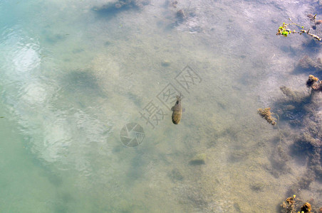 阿根廷帕拉纳河沿岸的虎鱼Hopliasmalaba高清图片