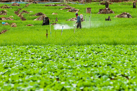 农民在梯田稻喷洒农药图片