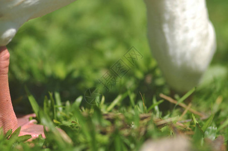 鸭子在户外吃草背景图片