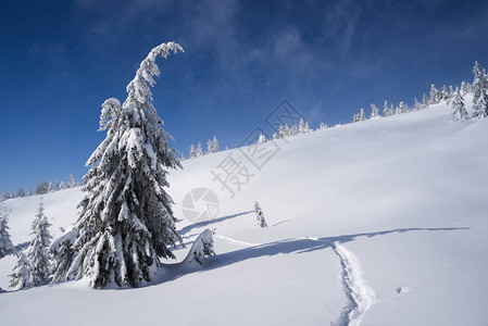 落雪后圣诞风景和fir树山图片