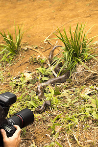 马达加斯树蟒Sanziniamadagascariensis和相机图片