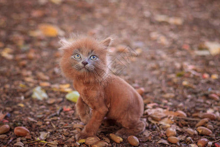 小猫在路上散步小猫在走路宠物与动物的秋天照片蓬松的烟熏猫图片