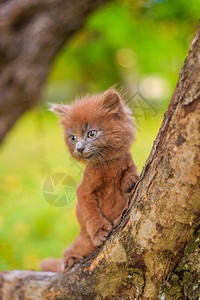 小猫坐在树上小猫在走路宠物与动物的秋天照片蓬松的烟熏猫图片