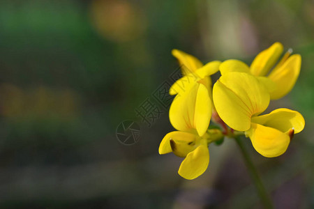 一朵黄色的花放在田里绿色的小图片