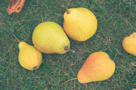 新鲜草地中成熟的多汁美味的黄梨子近距离配方农业与耕图片