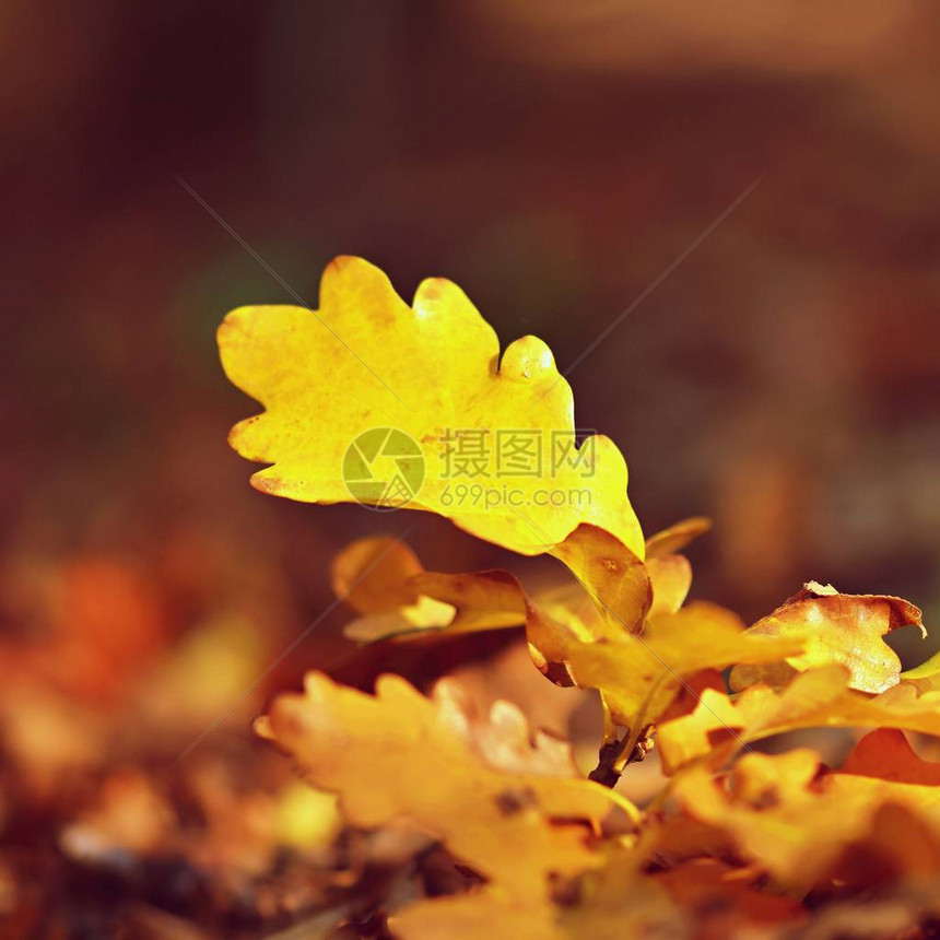 美丽多彩的秋叶在阳光明媚的秋天自图片