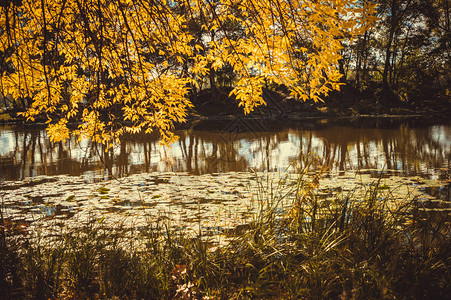黄叶和秋天的湖英国的秋天气图片